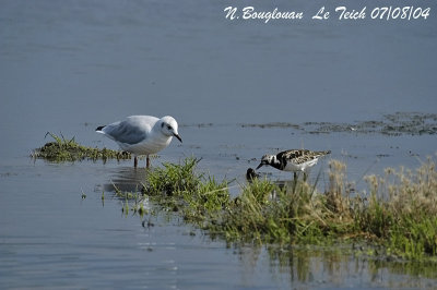 BLACK-HEADED GULL and RUDDY TURNSTONE