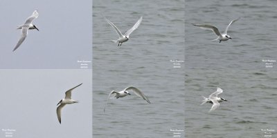 SANDWICH TERN IN FLIGHT