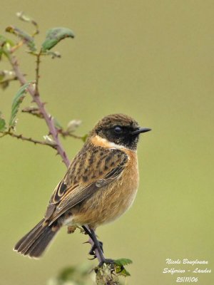 EUROPEAN STONECHAT - SAXICOLA RUBICOLA - TARIER PATRE