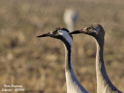 Portrait - adult and young