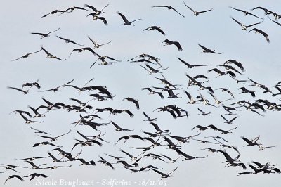 Common Cranes flock in flight