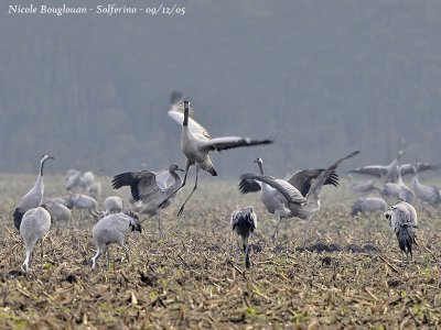 Common Crane dance