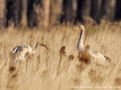 Common Cranes juvenile