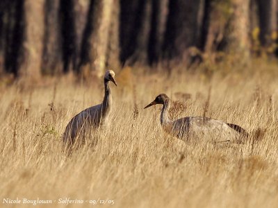 Common Cranes juvenile