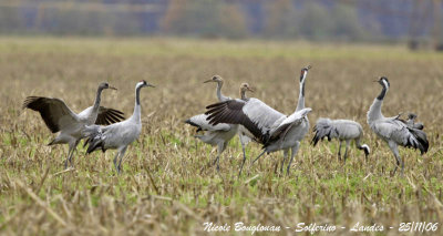 Common Cranes family