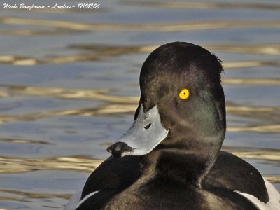 TUFTED DUCK M