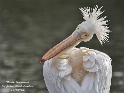 Pelicans in St James Park  London UK