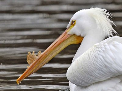 American White Pelican