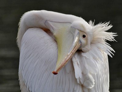 Great-White-Pelican