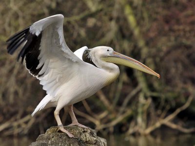 Great-White-Pelican