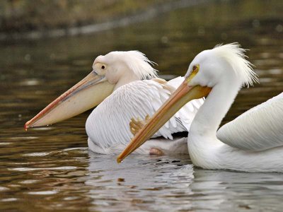 Pelicans swimming