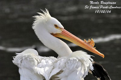 American White Pelican