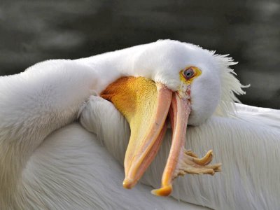 American White Pelican