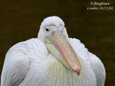 Great-White-Pelican