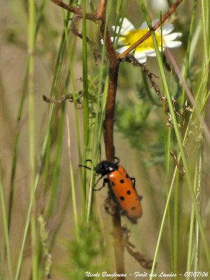 UNKNOWN INSECT