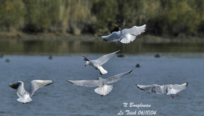 BLACK-HEADED GULLS