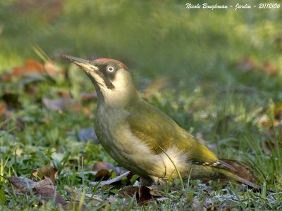 EUROPEAN GREEN WOODPECKER female