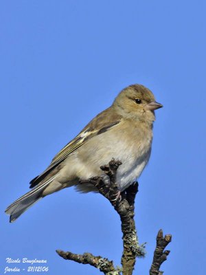 COMMON CHAFFINCH FEMALE