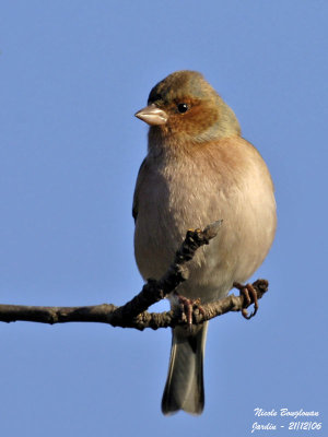 COMMON CHAFFINCH MALE