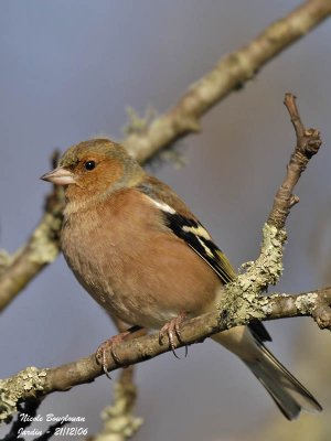 COMMON CHAFFINCH MALE