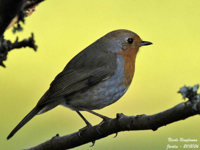 EUROPEAN ROBIN