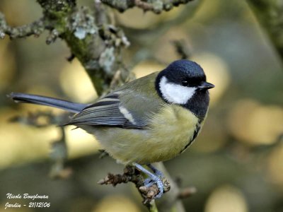 GREAT TIT