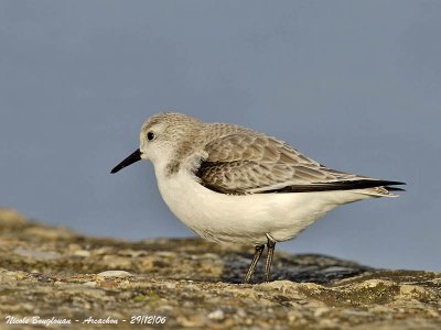 SANDERLING
