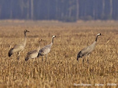 Common Cranes  family
