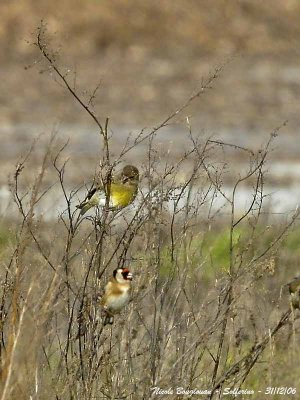European Goldfinch and Greenfinch