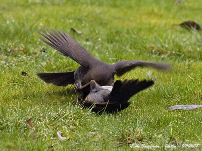 Blackbirds-fight