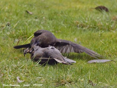 Blackbird-fight