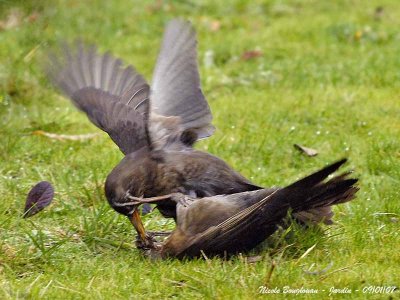 Blackbirds-fight
