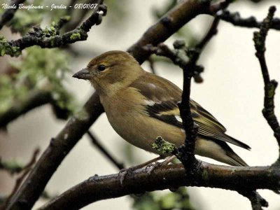 COMMON CHAFFINCH female