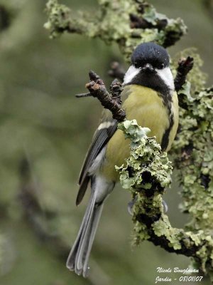 GREAT TIT