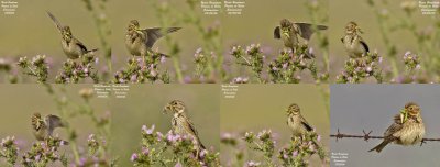 Corn Bunting feeding behaviour