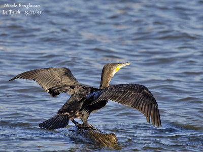 GREAT CORMORANT drying its wings
