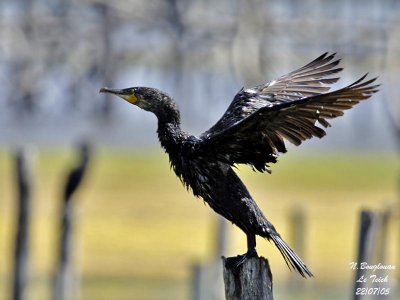 GREAT CORMORANT