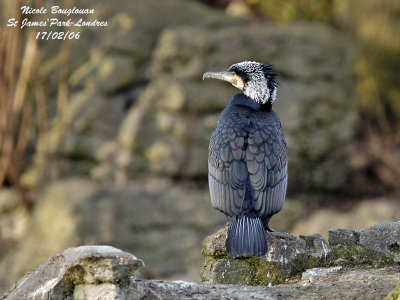 The Great Cormorant, this unloved beautiful species!