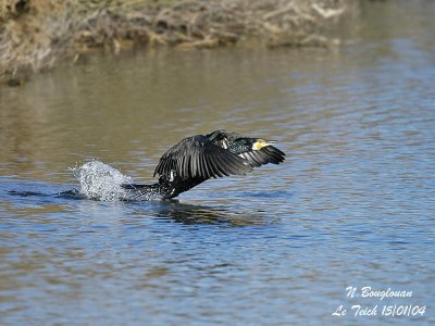 GREAT CORMORANT takes off