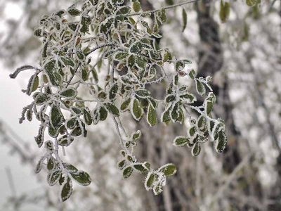 Frosty foliage