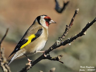 EUROPEAN-GOLDFINCH