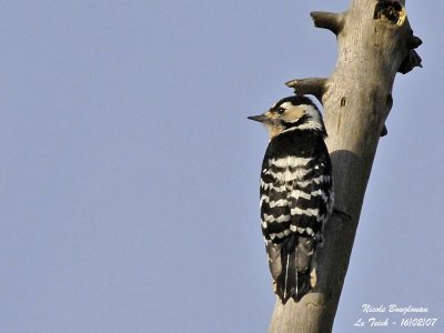 LESSER SPOTTED WOODPECKER - DRYOBATES MINOR - PIC EPEICHETTE