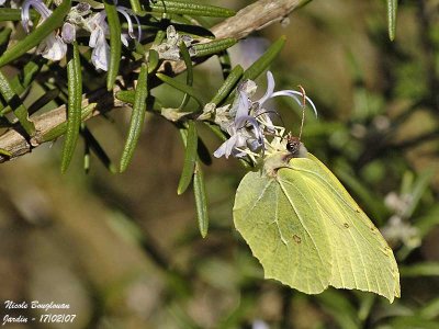 BRIMSTONE GONEPTERIX RHAMNI  LE CITRON