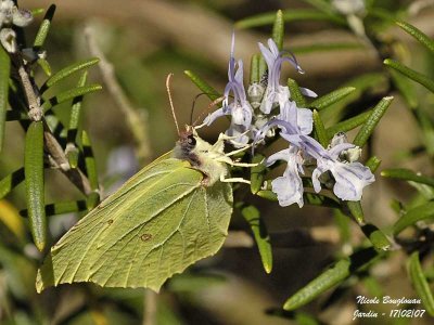 BRIMSTONE GONEPTERIX RHAMNI  LE CITRON