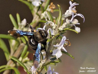 CARPENTER BEE