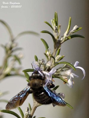 CARPENTER BEE