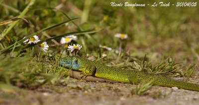 GREEN LIZARD male - Lacerta viridis - Lzard vert