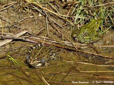 GREEN FROG pair - Rana Esculenta - Grenouille verte