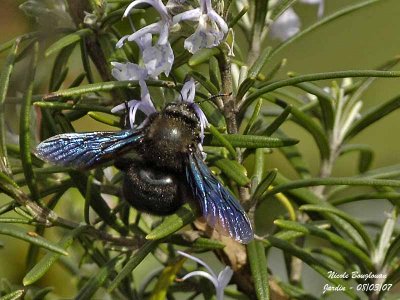 CARPENTER BEE