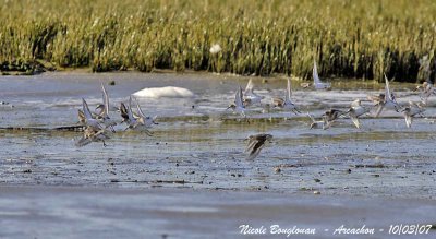 DUNLINS in flight